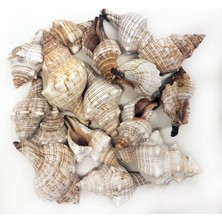 Trapezium Kiloluk Deniz Kabuğu (1 Kg)