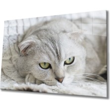 Shopping Haven Kedi Cam Tablo