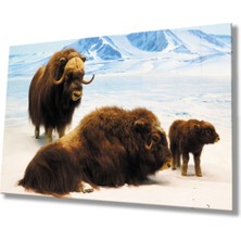 Shopping Haven Bizon Hayvan Cam Tablo | Dekoratif Cam Tablo 4mm Dayanıklı Temperli Cam