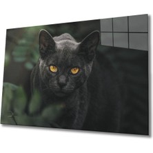 Siyah Kedi Cam Tablo