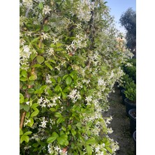 Arap Yasemini/jasminum Sambac