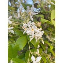 Arap Yasemini/jasminum Sambac