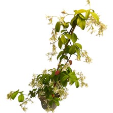 Arap Yasemini/jasminum Sambac