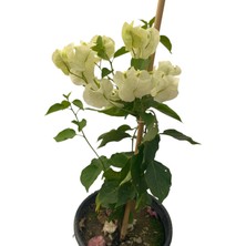 Beyaz Begonvil/bougainvillea Spectabilis