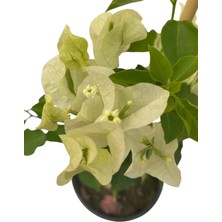 Beyaz Begonvil/bougainvillea Spectabilis