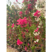 Beyaz Begonvil/bougainvillea Spectabilis