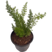 Tilki Kuyruğu/asparagus Densiflorus