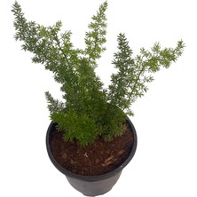 Tilki Kuyruğu/asparagus Densiflorus