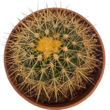 Echino Kaktüs / Golden Barrel Cactus