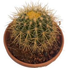 Echino Kaktüs / Golden Barrel Cactus
