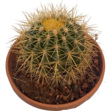 Echino Kaktüs / Golden Barrel Cactus