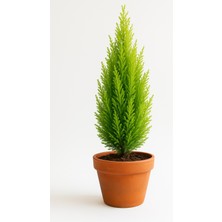 Limon Çamı Çeliği 10CM Tüplü 20ADET