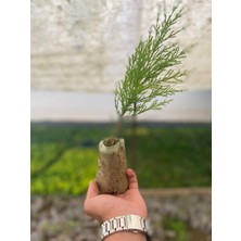 Limon Çamı Çeliği 10CM Tüplü 20ADET