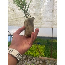 Limon Çamı Çeliği 10CM Tüplü 20ADET