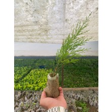 Limon Çamı Çeliği 10CM Tüplü 20ADET