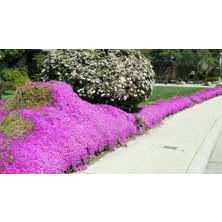 Acem Halısı Çiçeği Viyolde Yer Örtücü Bitki(Mezar Çiçeği-Mezem)