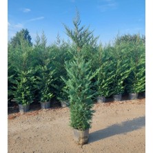 Boylu 50-90 cm Saksıda Leylandi Çamı