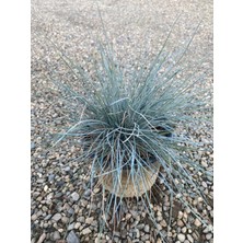 Festuca Glauca/ Mavi Çim Saksıda 20-40 cm