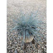 Festuca Glauca/ Mavi Çim Saksıda 20-40 cm