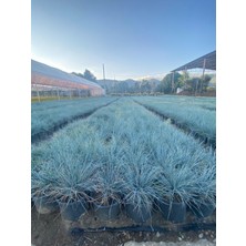 Festuca Glauca/ Mavi Çim Saksıda 20-40 cm