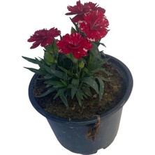 Kokulu Karanfil Çiçeği Kırmızı-Pembe-Beyaz Saksılı Bodur 15-25CM