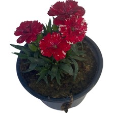 Kokulu Karanfil Çiçeği Kırmızı-Pembe-Beyaz Saksılı Bodur 15-25CM