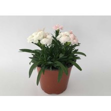 Kokulu Karanfil Çiçeği Kırmızı-Pembe-Beyaz Saksılı Bodur 15-25CM