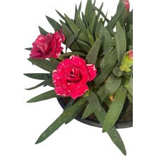 Kokulu Karanfil Çiçeği Kırmızı-Pembe-Beyaz Saksılı Bodur 15-25CM