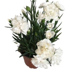 Kokulu Karanfil Çiçeği Kırmızı-Pembe-Beyaz Saksılı Bodur 15-25CM