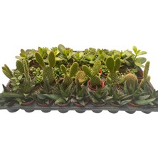 10 Adet Karışık Sukulent Set 5.5luk Saksıda
