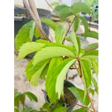 Parthenocissus Quinquefolia /amerikan Sarmaşığı 60-90CM