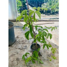 Parthenocissus Quinquefolia /amerikan Sarmaşığı 60-90CM