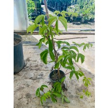 Parthenocissus Quinquefolia /amerikan Sarmaşığı 60-90CM