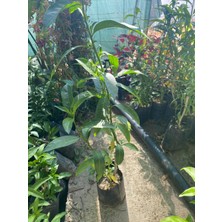 Saksıda Kokulu Melisa Çiçeği 30-50 cm