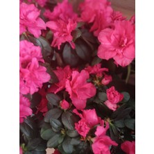 Açelya Çiçeği Azalea Parlak Pembe
