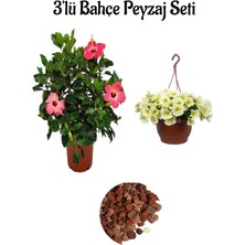 Pembe Japon GÜLÜ(20-40CM)+SARI Petunya ÇIÇEĞI(20-30CM)+2LT Curf Dekoratif Taş 3'lü Peyzaj Seti