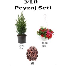 3'lü Peyzaj Seti Limon Çamı Fidanı Kırmızı Petunya Çiçeği Curf