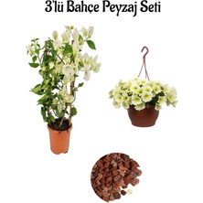 Beyaz BEGONVIL(30-60CM)+SARI Petunya ÇIÇEĞI(20-30CM)+CURF Dekoratif Taş 2lt Peyzaj Seti