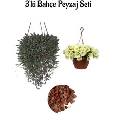 Altın Kolyesi Çiçeği+Sarı Petunya ÇIÇEĞI(20-30CM)+2LT Curf Dekoratif Taş 3'lü Peyzaj Seti