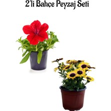 Kırmızı Petunya(5-15 Cm)+ Sarı Bodrum Papatyası (20-30 Cm)