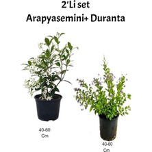 Mavi Yasemin Çiçeği+ Arap Yasemin Çiçeği Dış Mekan Bitkisi