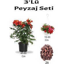 3'lü Peyzaj Seti Turuncu Acem Borusu Kırmızı Petunya Çiçeği Curf