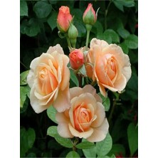 Videolu Yediveren Kokulu Kavuniçi Rengi (40 60 Cm) 2 Adet Saksılı Aşılı Gül Maroon Rose