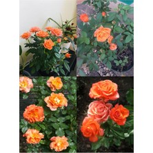 Videolu Yediveren Kayısı Rengi Kokulu (30 60 Cm) 2 Adet Saksılı Aşılı Gül Kayısı Rengi