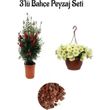 Fırça ÇALISI(50-70CM)+SARI PETUNYA(20-30CM)+2LT Curf Dekoratif Taş 3'lü Peyzaj Seti