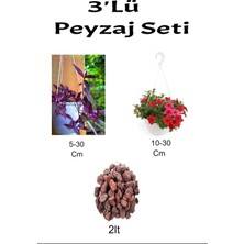 3'lü Peyzaj Seti Mor Telgraf Kırmızı Petunya Çiçeği Curf