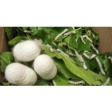 Ipek Böceği Tırtıl 15 Adet + 100GR Yaprak Hediyeli