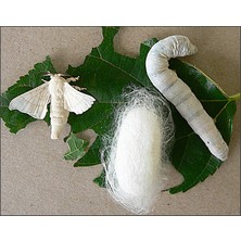 Ipek Böceği Tırtıl 35 Adet + 100GR Yaprak Hediyeli