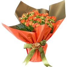 Turuncu Kalanşo (Kalanchoe) Hediye Paketli