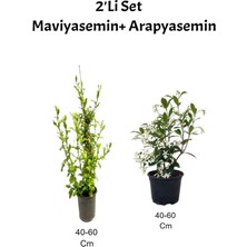 Mavi Yasemin Çiçeği+ Arap Yasemin Çiçeği Dış Mekan Bitkisi